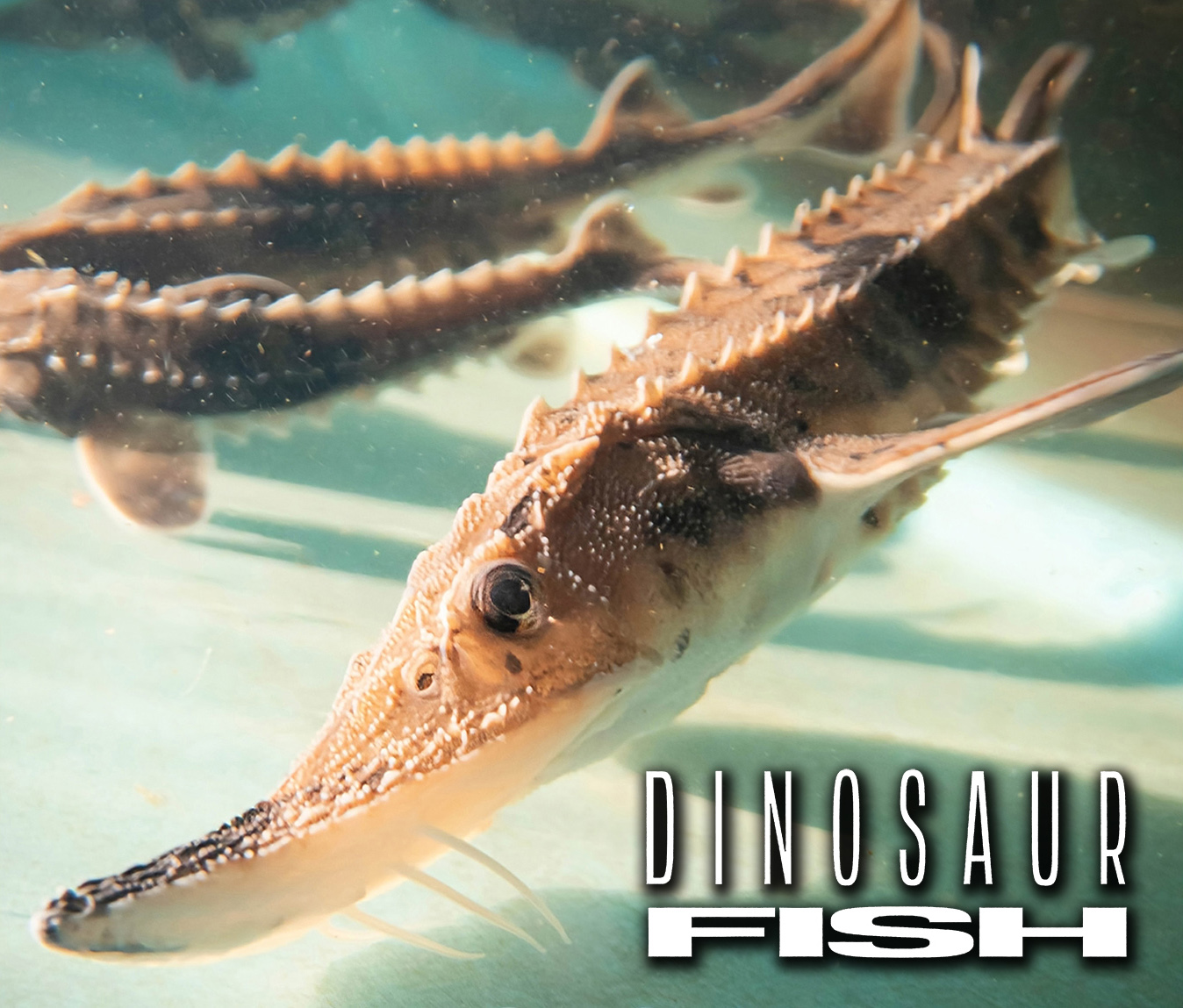 Short documentary and director Q&A